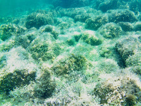 Scuba Diving activity exploring the seabed of the Tuscan Archipelago National Park in Italy.の写真素材