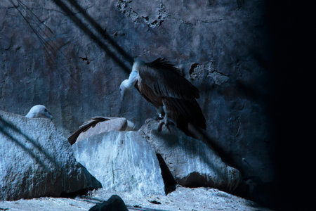 Gyps fulvus eagle