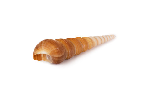Beautiful seashell isolated on a white backgroundの写真素材