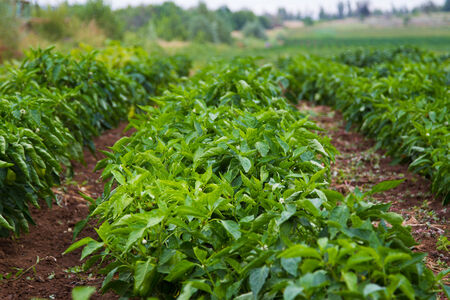 Fresh green and yellow bell pepper plant - Stock Imageの写真素材