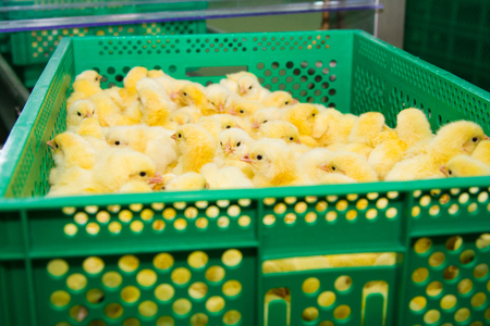 Newly hatched chicks on a chicken farmの写真素材