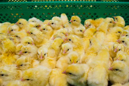 Newly hatched chicks on a chicken farmの写真素材