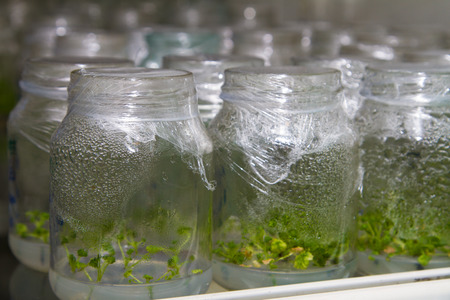 View of the small plants in test tubesの写真素材