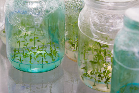 View of the small plants in test tubes