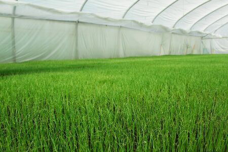 Organic greenhouse. A look into a greenhouseの写真素材