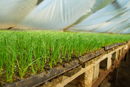 Organic greenhouse. A look into a greenhouse