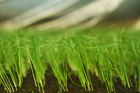 A bunch of baby plants growing inside of pots inside of a greenhouse nursery.の写真素材