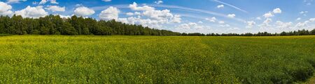 Field of bright yellow raspsa before the forest. Sunny summer day. Panoramic viewの写真素材