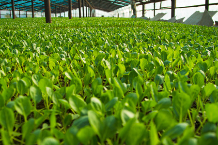 Organic greenhouse. A look into a greenhouseの写真素材