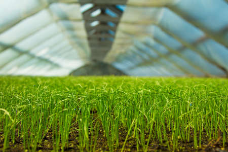 Organic greenhouse. A look into a greenhouseの写真素材