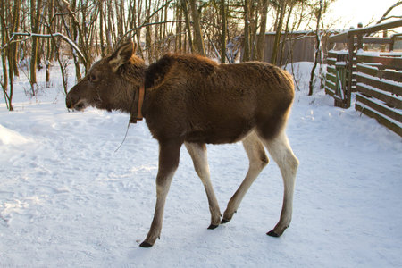 Young elk in winter. On moose farm.の写真素材