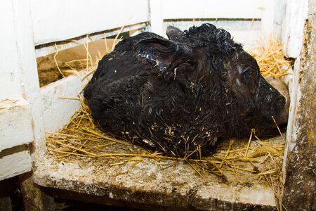 Newborn calf lying on the clean straw in the paddockの写真素材