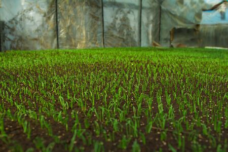 Organic greenhouse. A look into a greenhouseの写真素材
