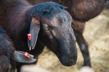 Sheep looking at the camera. Close-up. on the farmの写真素材