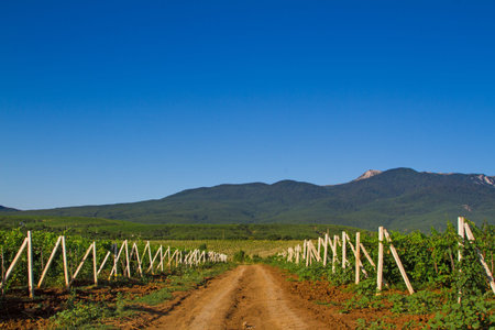 Morning landscape with green vineyards and mountains at backgroundの写真素材
