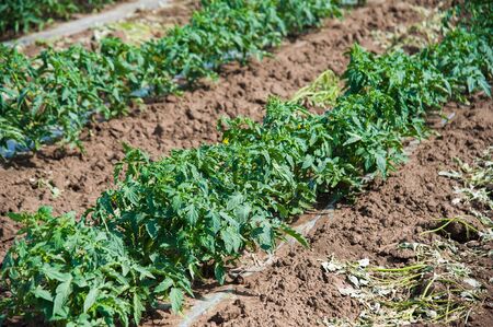 Field growing tomatoes. Sunny summer day. Landscape.の写真素材