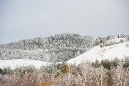 Pine forest in winter covered with fresh snowの写真素材