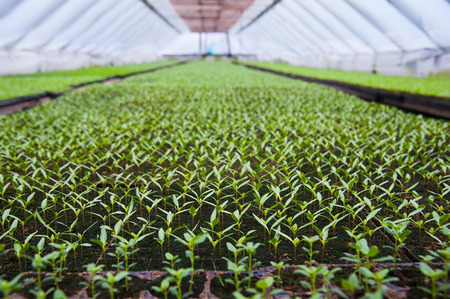 Rows of potted seedlings and young plants in greenhouseの写真素材