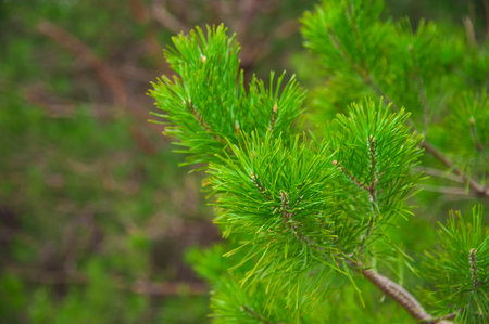 Young green pine branch spring day. Close-up