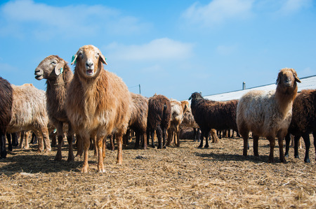 A herd of sheep on the farm, sunny spring dayの写真素材