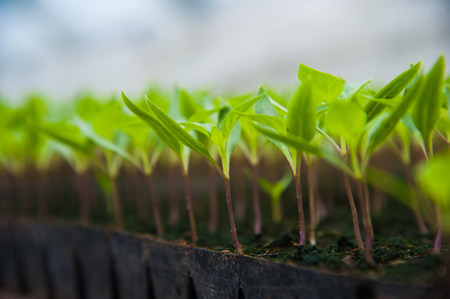 Rows of potted seedlings and young plants in greenhouseの写真素材