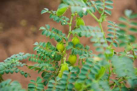 Green pod chickpea are growing on the fieldの写真素材