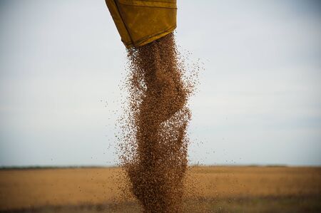 Combine harvester unloads wheat grain into a truckの写真素材
