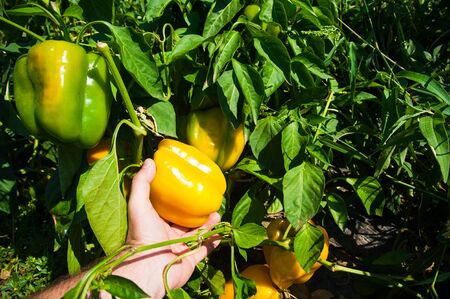 Ripe bell pepper grows on a bush in a fieldの写真素材