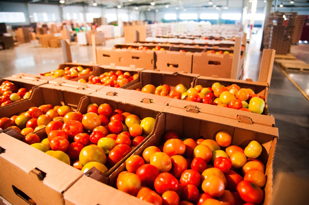 Sorting and processing red tomatoes on vegetable processing factoryの写真素材
