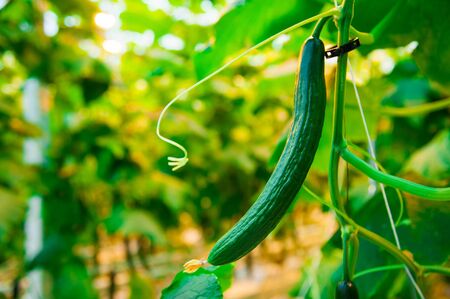 Cucumbers ripening on hanging stalk in greenhouseの写真素材