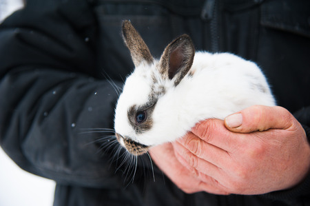 The farmer keeps his hands on the rabbitの写真素材