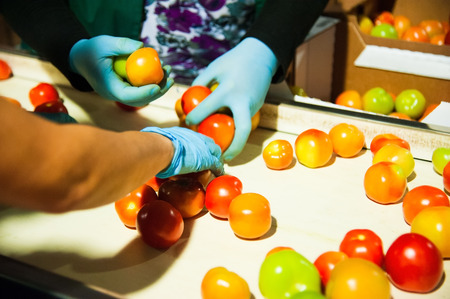 Sorting and processing red tomatoes on vegetable processing factoryの写真素材