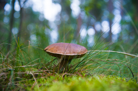 Cep Mushroom Growing in Autumn Forest. Boletus growing under the tree. Mushroom pickingの写真素材
