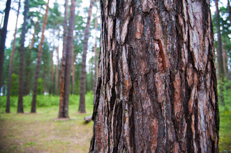Texture bark of pine tree closeup. Pine forest in the summerの写真素材