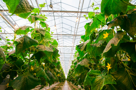 Cucumbers ripening on hanging stalk in greenhouseの写真素材