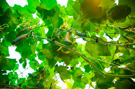 Cucumbers ripening on hanging stalk in greenhouse