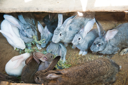 Rabbits on animal farm in rabbit-hutchの写真素材