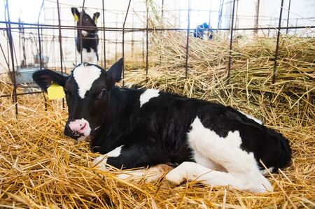 Calf in the cowshed in dairy farmの写真素材
