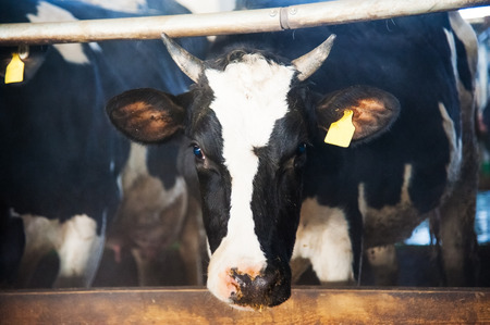 Cows in a farm. Dairy cows. Cowshedの写真素材