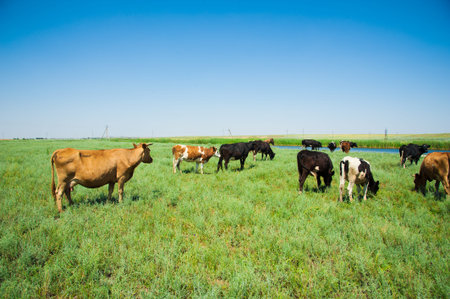 Herd of cows grazing and resting in the middle of the field in summer