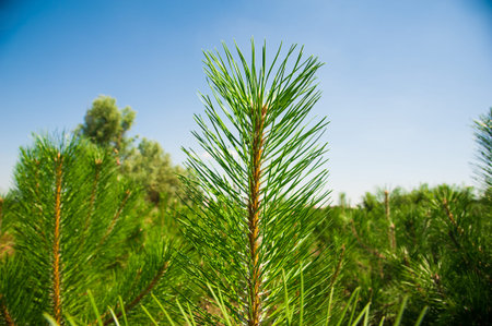 Tree farm nursery plantation,young forest grow