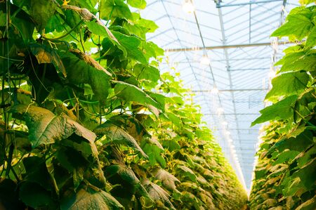Cucumbers ripening on hanging stalk in greenhouseの写真素材