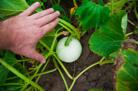 Pumpkin field summer day. Harvest the natural pumpkinsの写真素材