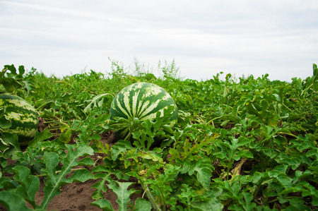 Watermelon field summer day. Harvest the natural watermelonの写真素材