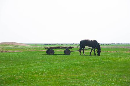 Horse grazes in the harness on the fieldの写真素材
