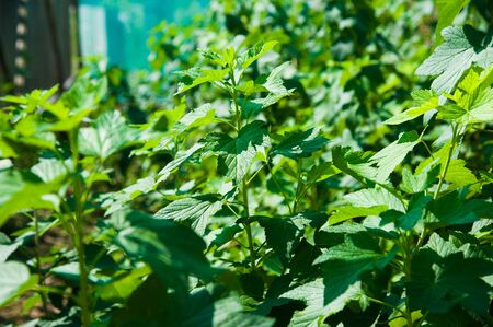 Bushes of red and black currant in the summer gardenの写真素材