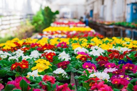 Rows of colorful primulas in a greenhouse. Agribusiness greenhouse seedling spring.の写真素材