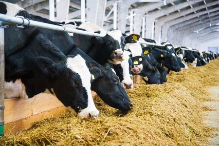 Cows in a farm. Dairy cows. Cowshedの写真素材