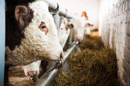Cows in a farm. Dairy cows. Cowshedの写真素材