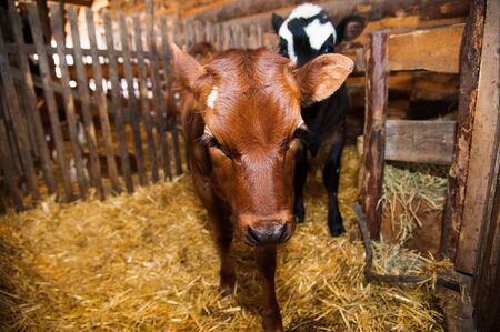 Calf in the cowshed in dairy farmの写真素材
